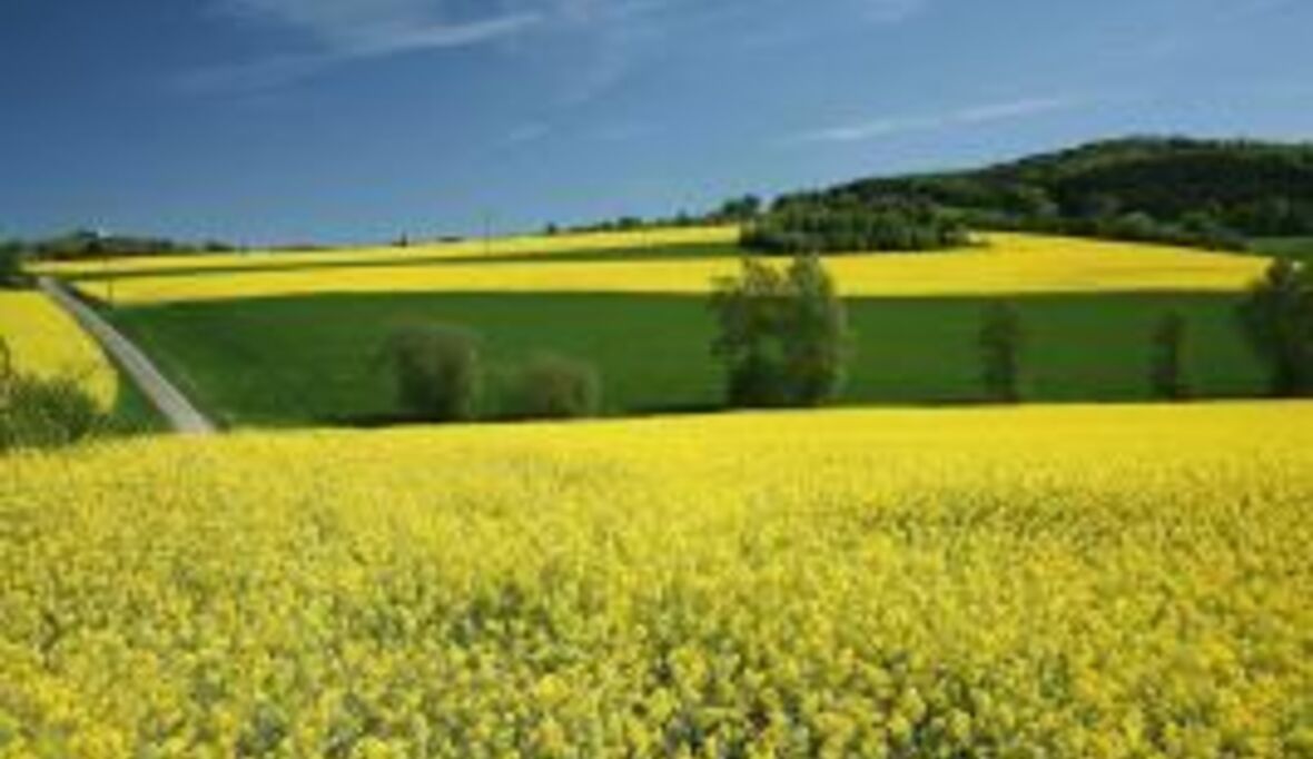 Bioenergiesektor dominiert Landwirtschaft
