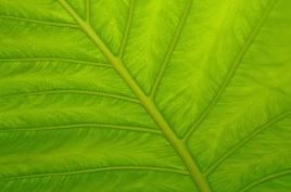 Bild: Calmato.at/Flickr