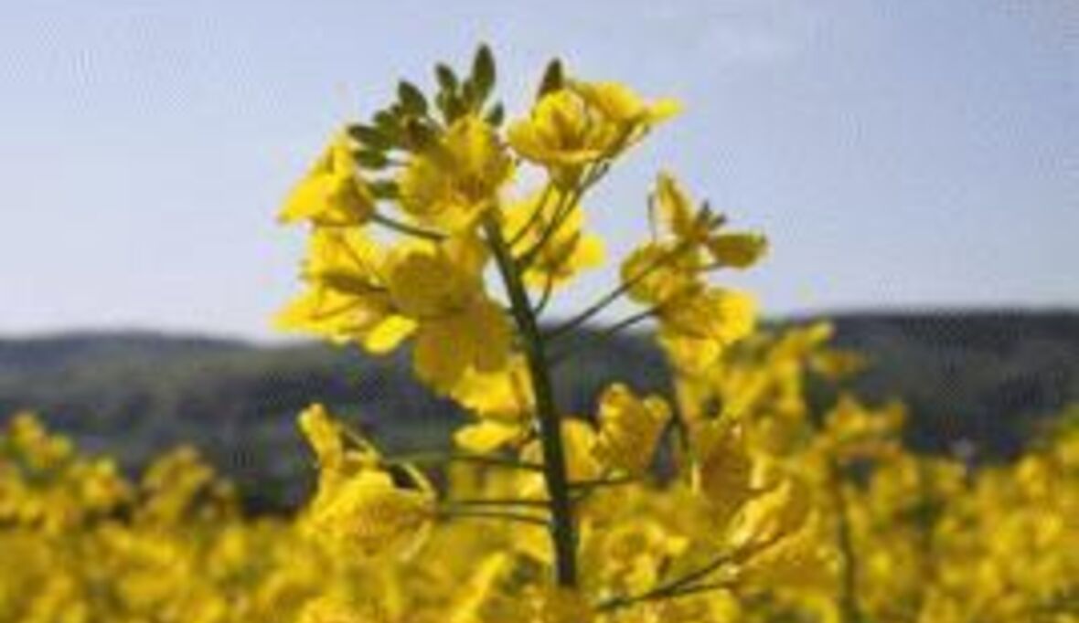 Ölsaaten: Engpässe bei der Nachhaltigkeitszertifizierung 