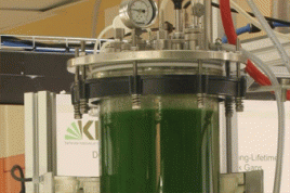 Ausschnitt eines Photobioreaktors, wie er am KTI zur Algenproduktion eingsetzt wird. Foto: IHM/KIT