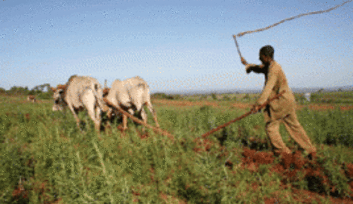 Harvard-Ökonomen sehen gute Chancen für Afrikas Bauern 