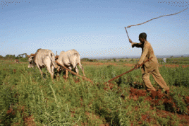 Foto: International Federation of Red Cross and Red Crescent Societies / flickr.com