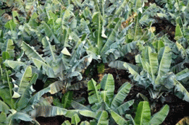 Bananenstauden: Rohstoff für robuste Autos. Foto: aboutpixel.de/Peter Smola