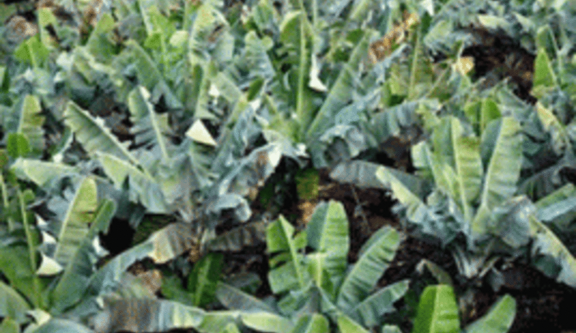 Autos aus Ananas und Banane