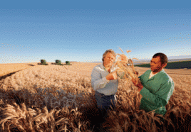 Farmer prüft die Qualität des Weizens auf seinen Feldern im südafrikanischen Malmesbury. Foto: Bayer