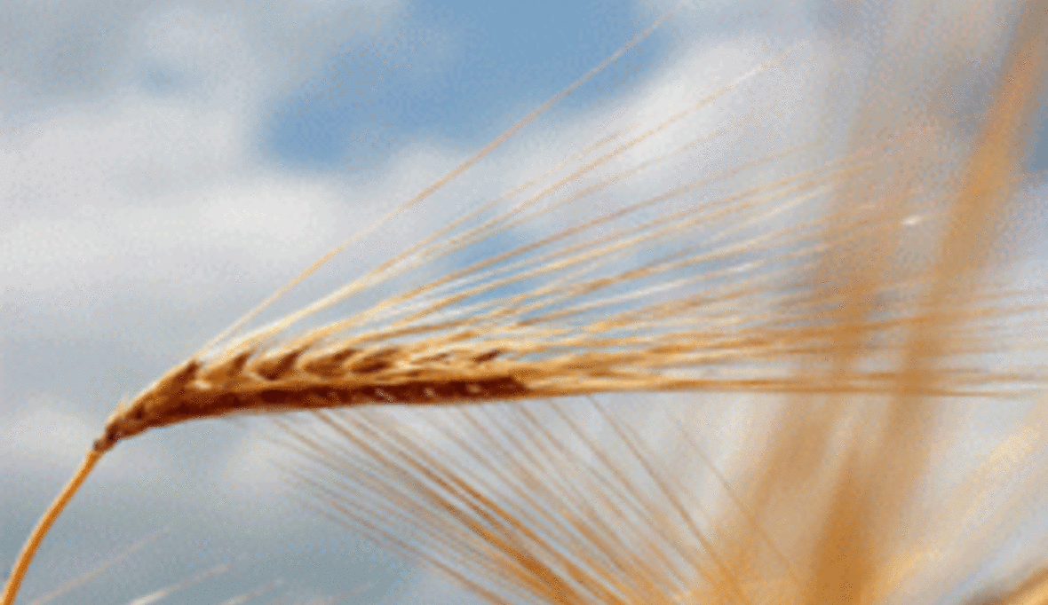 US-Dürre verteuert Lebensmittel