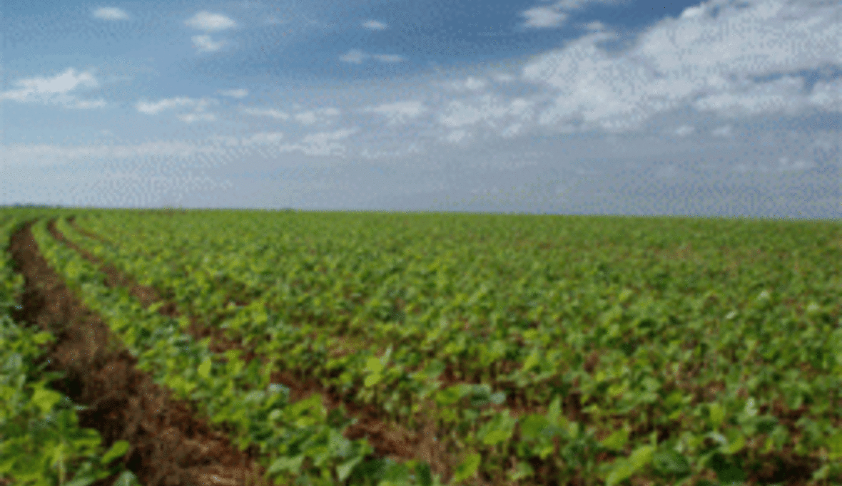 Gentech-Soja braucht immer mehr Herbizide