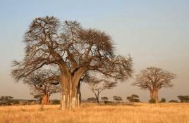 Baobabs, Foto: Yoki/Wikipedia