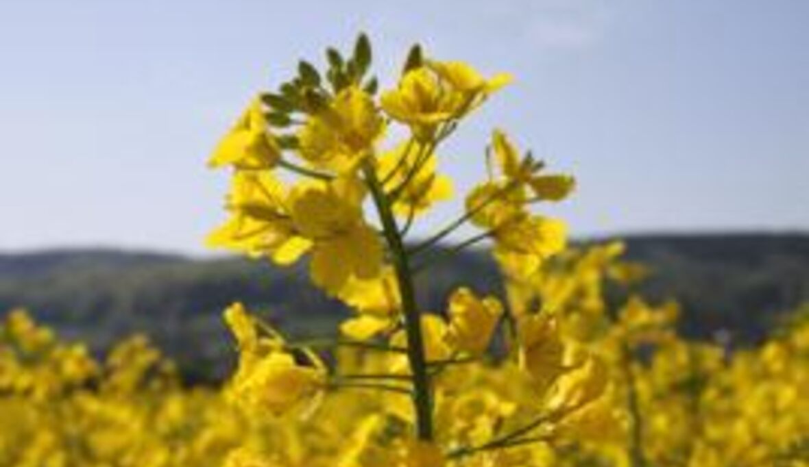 "Die dunkle Seite der Biodiversität"