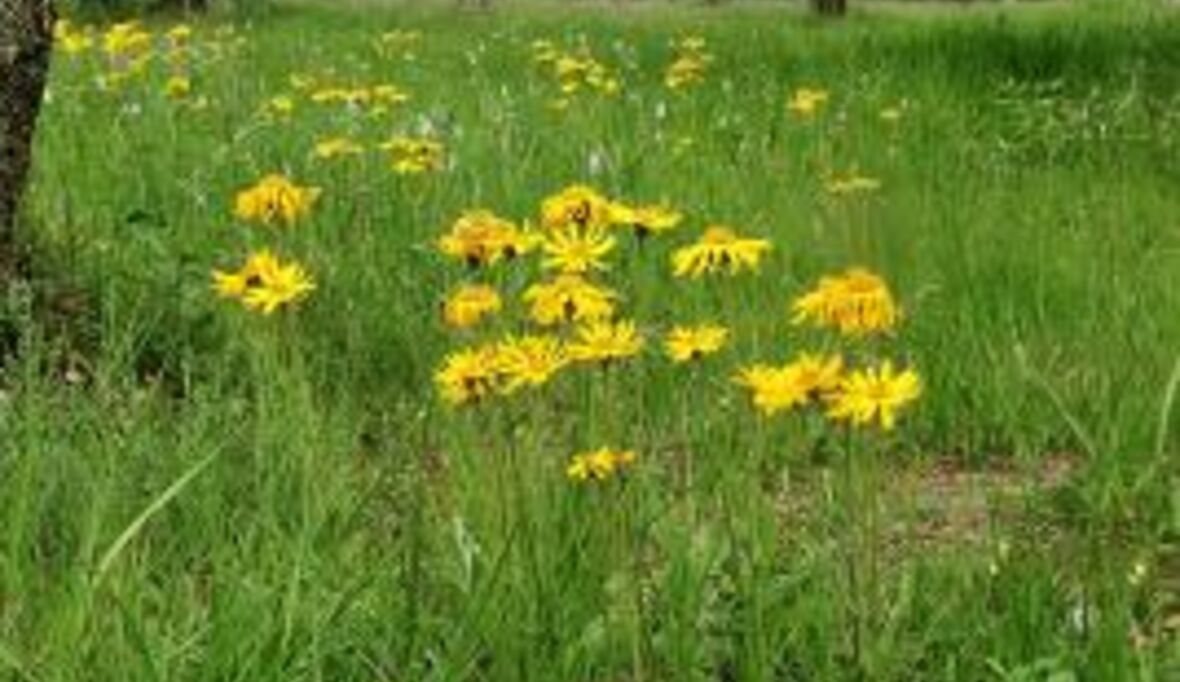 Netzwerk zum Schutz gefährdeter Wildpflanzenarten