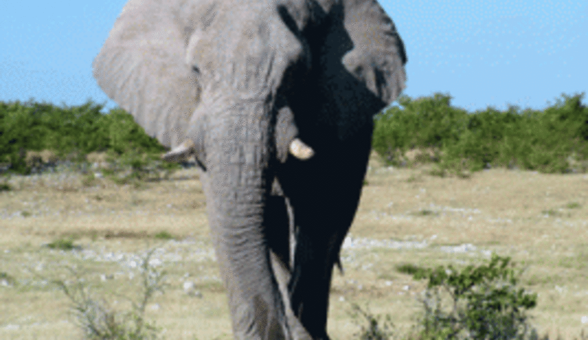 Rote Liste (2): Vom Tier zum Schmuck