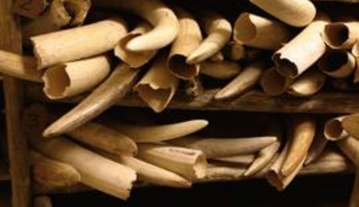 WWF meldet Elefantengemetzel in Weltnaturerbe