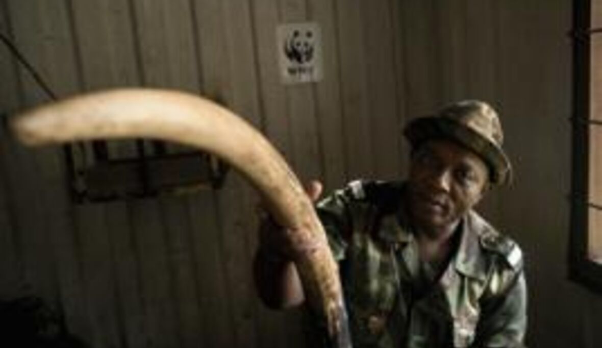 Herkunft von illegal gehandeltem Elfenbein