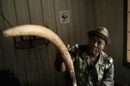 Ein WWF-Ranger in Dzanga Sangha, Zentralafrika, zeigt beschlagnahmtes Elfenbein. Foto: Ralf Bäcker/WWF