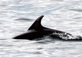 Kein Schutz für die Meerebewohner - Antarktiskonferenz scheitert an Wirtschaftsinteressen, Foto: Marion Lenzen 