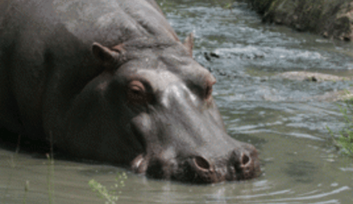 Rote Liste (3): Der Mensch als Feind