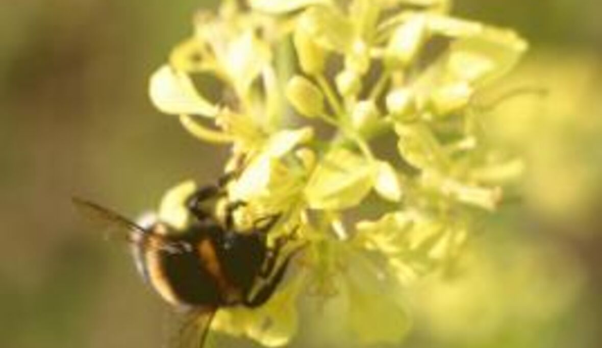 Nordamerika: Massives Hummelsterben untersucht