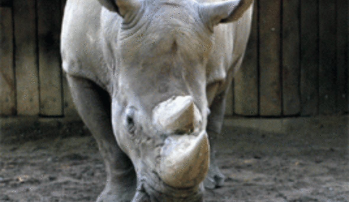 Luchs, Nashorn & Co: Die Gewinner und Verlierer 2011