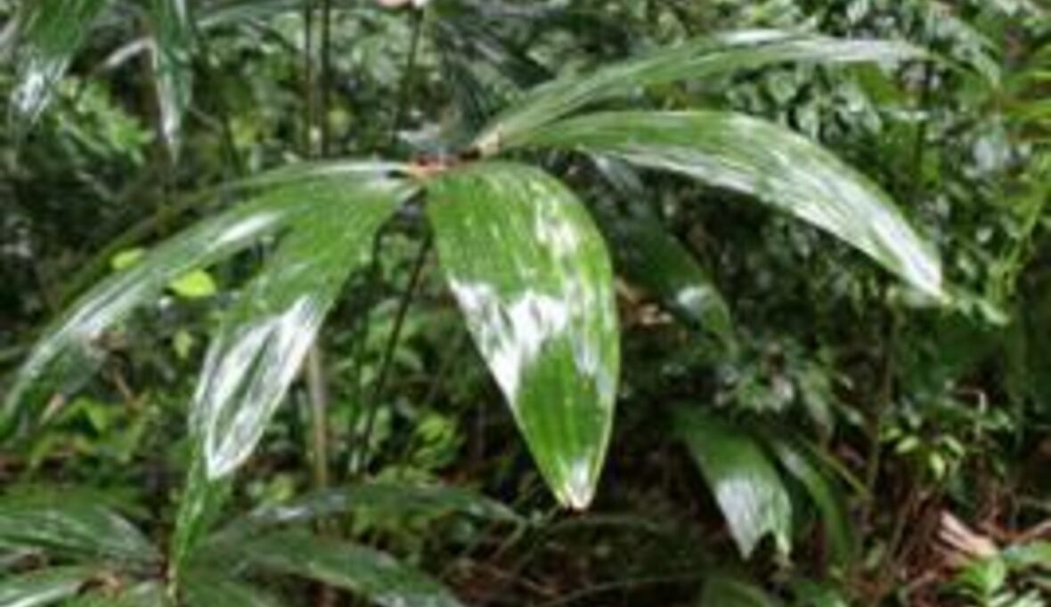 Ausgerottete Tiere: Ökosysteme leiden heute noch