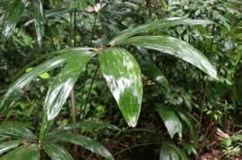 Biodiversität ist ein Schatz. Welchen Wert er besitzt, erkennen die Menschen meist erst, wenn es zu spät ist. Bild: Marion Lenzen 