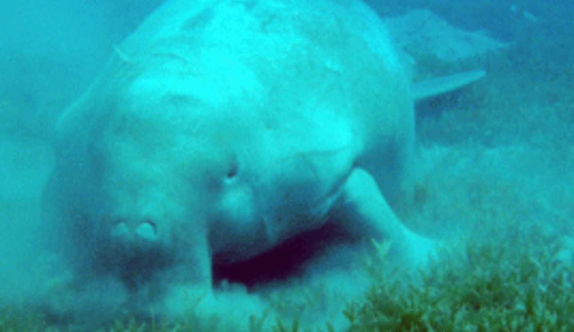 Rote Liste (1): Wo Schiffsschrauben und chinesische Heilkunst zur Bedrohung werden