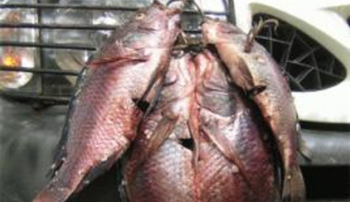 Fiji: Aquakultur-Fische bedrohen lokale Arten