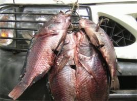 Foto: R. Harnisch/Wikipedia