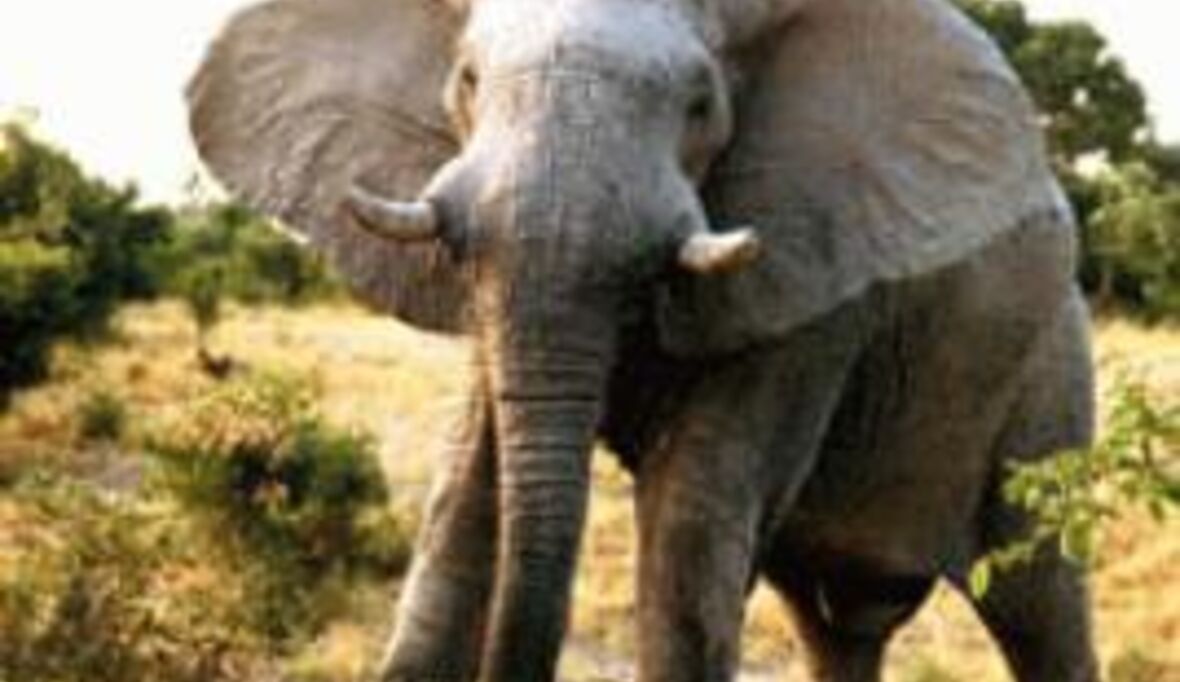 Elefantenschutz in kritischer Phase