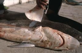 Foto: Klaus Jost-NABU