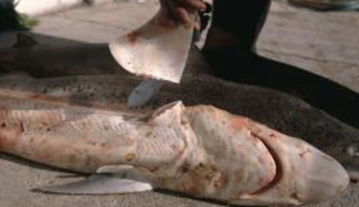 Haifischflossensuppe, Schillerlocke & Co rotten Meeresräuber aus 