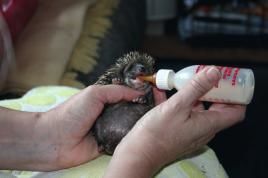 Der KleinTierHilfe e.V. in Marl hat sich auf Igelhilfe spezialisiert, Bild: Kleintierhilfe Marl