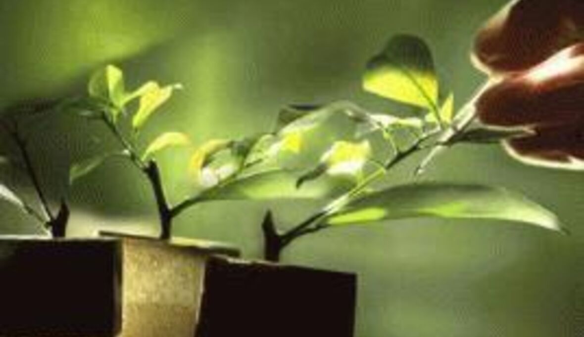 Bayer plädiert für eine zweite grüne Revolution