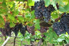 Bild: Ela2007/Flickr - Creative Commons