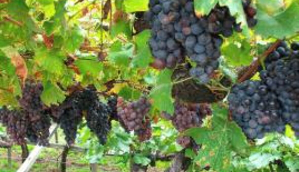 Für indische Landwirte bedeutet die Bayer-„Food Chain“-Partnerschaft Absicherung