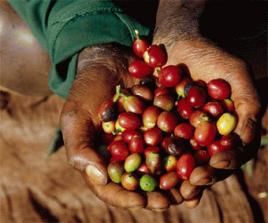 Cofea arabica-Bohnen, Foto: GTZ