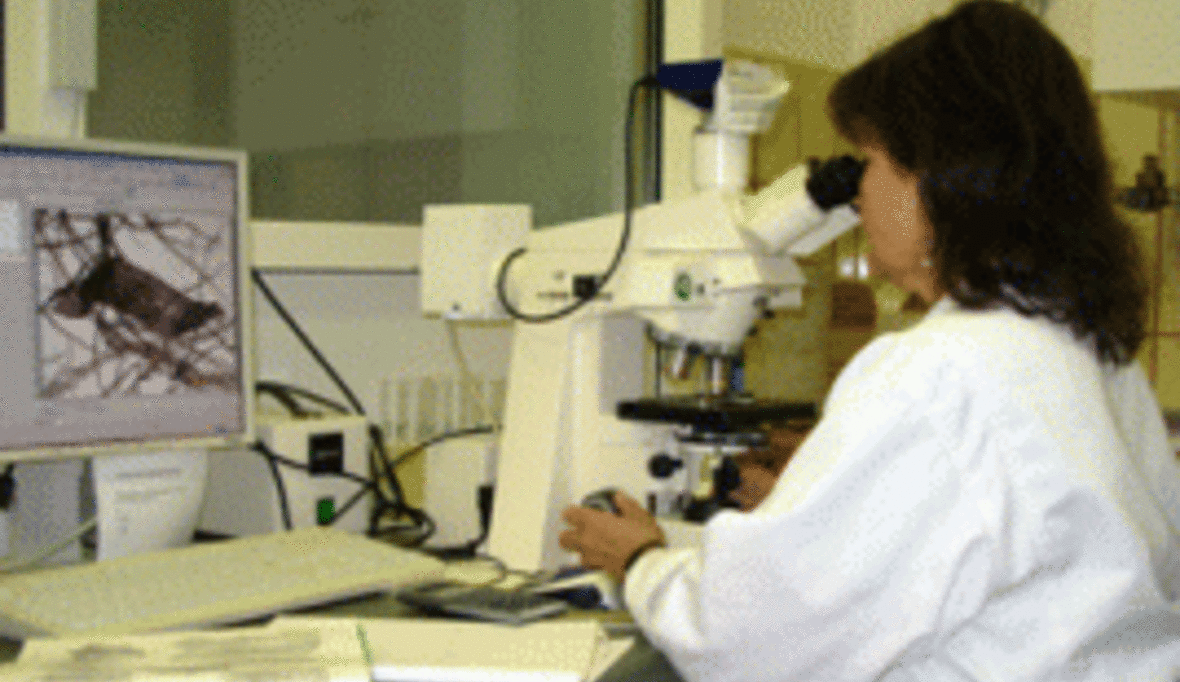 Auf der Jagd nach illegalem Tropenpapier