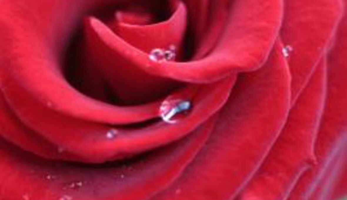 Tricksereien bei Fairtrade-Blumen?