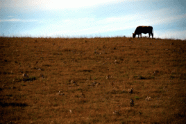 Foto: Cristiano de Jesus/flickr.com