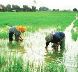 Bewässertes Reisfeld, Foto: IWMI
