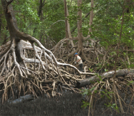 Rote Mangrove, Foto: Ulf Mehlig