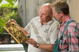Bayer-Mitarbeiter Fred Klockgether (l.) und Imker Günter Dräger untersuchen den Gesundheitszustand der Bienen. Foto: Bayer