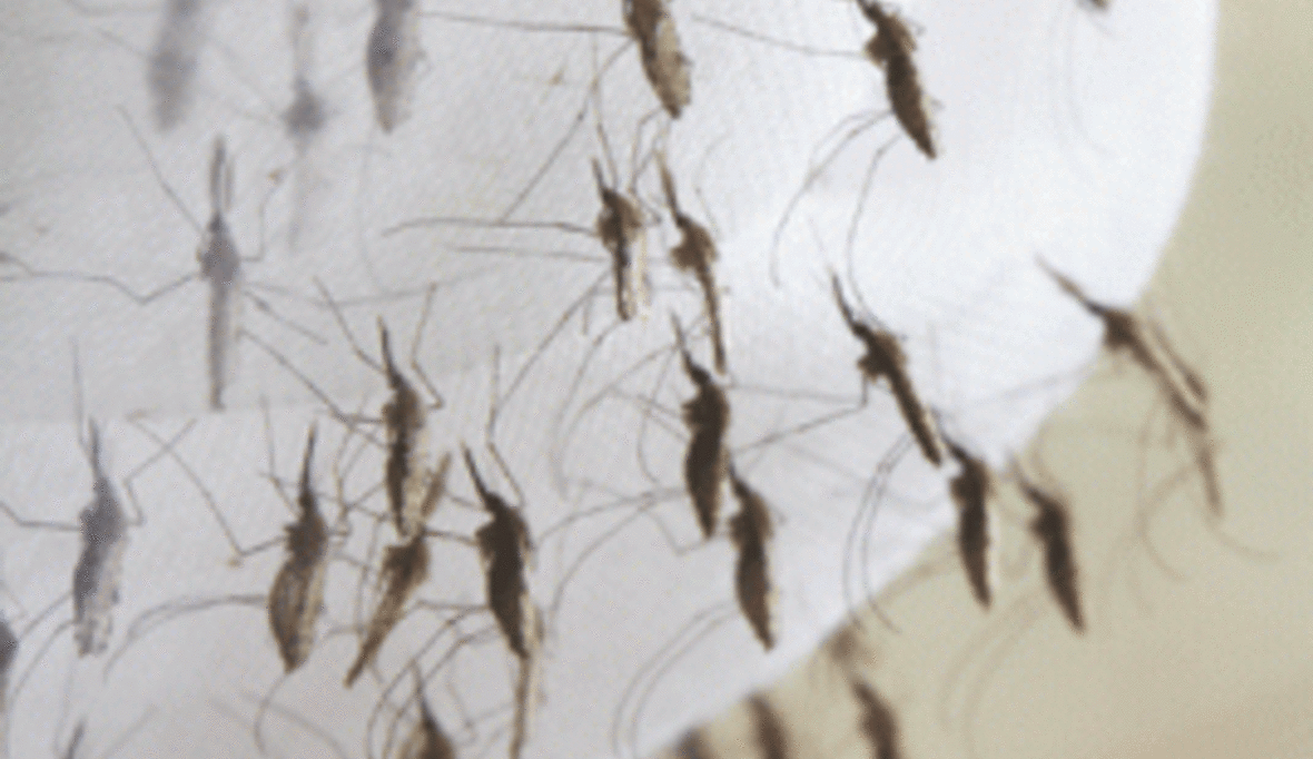 „LifeNet“-Mückennetze erhalten Empfehlung der Weltgesundheitsorganisation