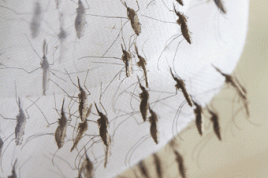 Etwa die Hälfte der Weltbevölkerung, 3,3 Milliarden Menschen, lebt in Risikogebieten und ist potentiell von Malariainfektionen bedroht. Foto: Bayer CropScience AG