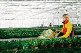 Rund 1,7 Milliarden GoGreen-Sendungen hat die Deutsche Post DHL im Jahr 2010 transportiert. Foto: Deutsche Post DHL