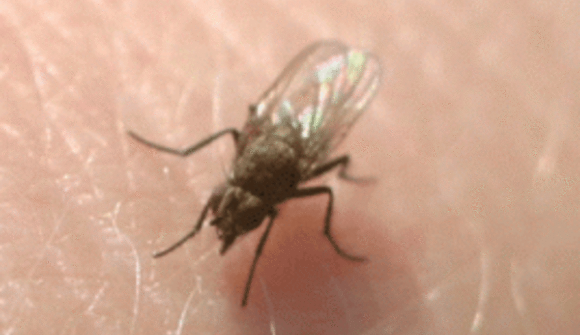 Neue Möglichkeit zur kostengünstigen Malaria-Bekämpfung