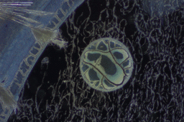 CO2 fixierender Mikroorganismus, der direkt aus dem Rauchgaskanal in Niederaußem isoliert und kultiviert werden konnte. Foto: BRAIN AG