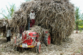 Arbeiter beim Einsammeln von Ernteresten in Indien. Foto: Tchibo