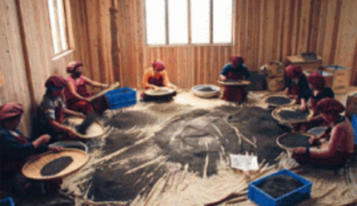 TeeGschwendner und GIZ fördern ökologischen Teeanbau in Nepal