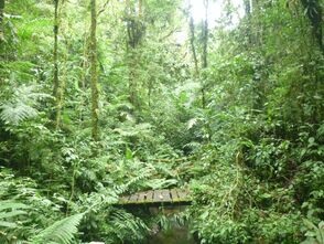 Der wilde Dschungel Costa Ricas ist ein einzigartiges Naturreservat
