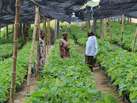 Kakao-Farmen dienen auch als sozialer Mittelpunkt.